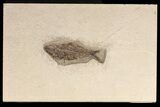 Knightia Fossil Fish - inch Layer #71806-1